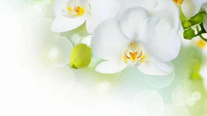 Tải Về & Xem Bộ Sưu Tập Hình Ảnh Hoa Phong Lan Đẹp – Dành Cho Người Yêu Thiên Nhiên & Trang Trí Nội Thất