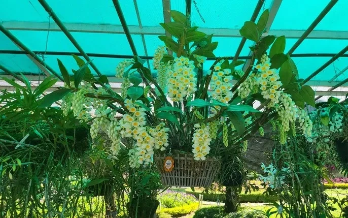 Tải Về & Xem Bộ Sưu Tập Hình Ảnh Hoa Phong Lan Đẹp – Dành Cho Người Yêu Thiên Nhiên & Trang Trí Nội Thất