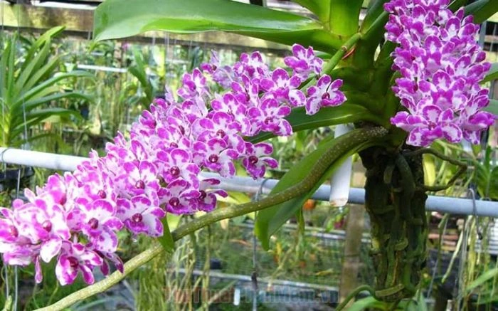 Tải Về & Xem Bộ Sưu Tập Hình Ảnh Hoa Phong Lan Đẹp – Dành Cho Người Yêu Thiên Nhiên & Trang Trí Nội Thất