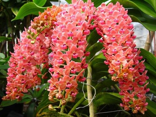 Tải Về & Xem Bộ Sưu Tập Hình Ảnh Hoa Phong Lan Đẹp – Dành Cho Người Yêu Thiên Nhiên & Trang Trí Nội Thất