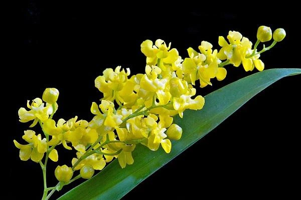 Tải Về & Xem Bộ Sưu Tập Hình Ảnh Hoa Phong Lan Đẹp – Dành Cho Người Yêu Thiên Nhiên & Trang Trí Nội Thất