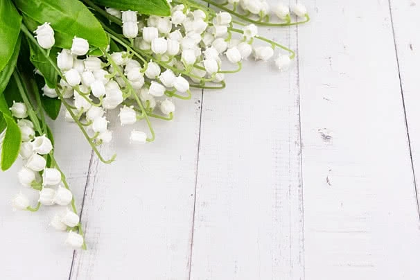 Tải Về & Xem Bộ Sưu Tập Hình Ảnh Hoa Phong Lan Đẹp – Dành Cho Người Yêu Thiên Nhiên & Trang Trí Nội Thất