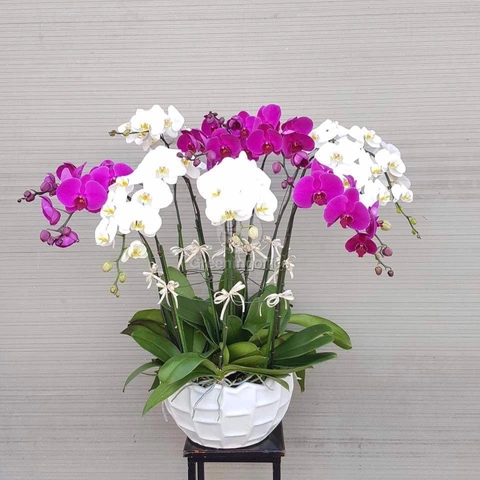 Tải Về & Xem Bộ Sưu Tập Hình Ảnh Hoa Phong Lan Đẹp – Dành Cho Người Yêu Thiên Nhiên & Trang Trí Nội Thất