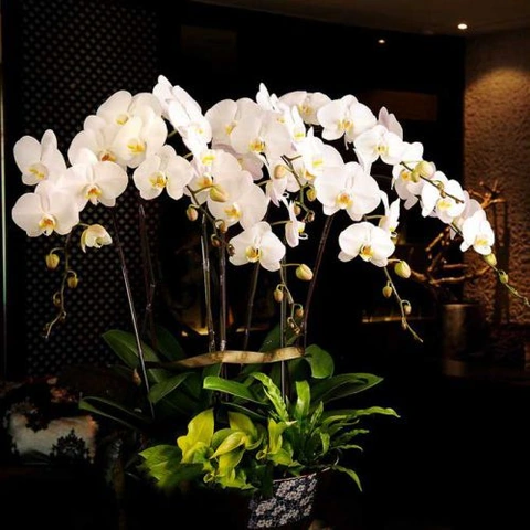 Tải Về & Xem Bộ Sưu Tập Hình Ảnh Hoa Phong Lan Đẹp – Dành Cho Người Yêu Thiên Nhiên & Trang Trí Nội Thất