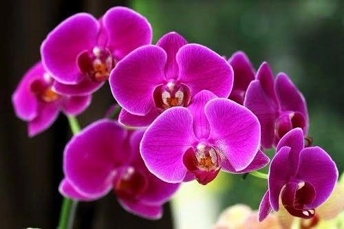 Tải Về & Xem Bộ Sưu Tập Hình Ảnh Hoa Phong Lan Đẹp – Dành Cho Người Yêu Thiên Nhiên & Trang Trí Nội Thất