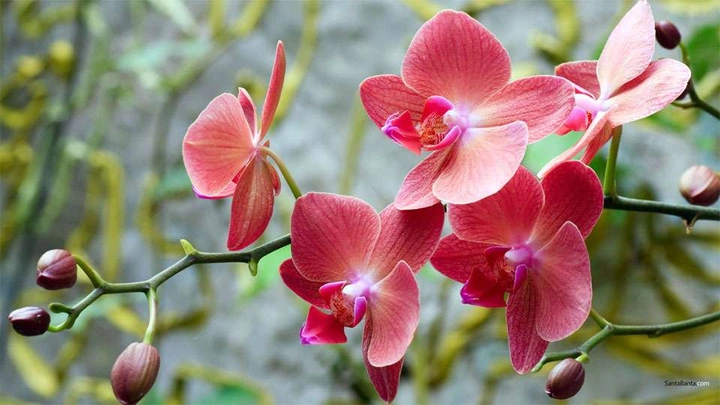 Tải Về & Xem Bộ Sưu Tập Hình Ảnh Hoa Phong Lan Đẹp – Dành Cho Người Yêu Thiên Nhiên & Trang Trí Nội Thất
