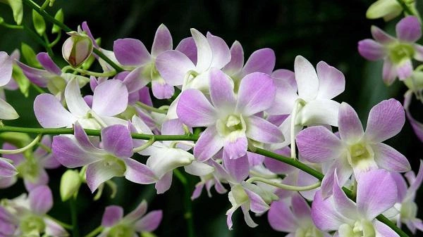 Tải Về & Xem Bộ Sưu Tập Hình Ảnh Hoa Phong Lan Đẹp – Dành Cho Người Yêu Thiên Nhiên & Trang Trí Nội Thất