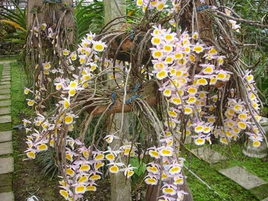 Tải Về & Xem Bộ Sưu Tập Hình Ảnh Hoa Phong Lan Đẹp – Dành Cho Người Yêu Thiên Nhiên & Trang Trí Nội Thất