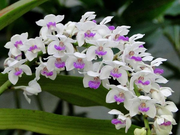 Tải Về & Xem Bộ Sưu Tập Hình Ảnh Hoa Phong Lan Đẹp – Dành Cho Người Yêu Thiên Nhiên & Trang Trí Nội Thất
