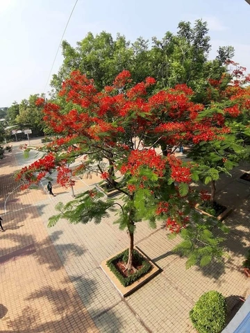 Bộ Sưu Tập Hình Ảnh Hoa Phượng Rực Rỡ Trên Mái Trường – Dành Cho Học Sinh, Giáo Viên & Người Yêu Nhiếp Ảnh