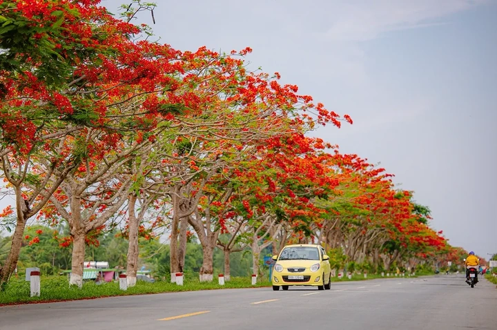 Bộ Sưu Tập Hình Ảnh Hoa Phượng Rực Rỡ Trên Mái Trường – Dành Cho Học Sinh, Giáo Viên & Người Yêu Nhiếp Ảnh