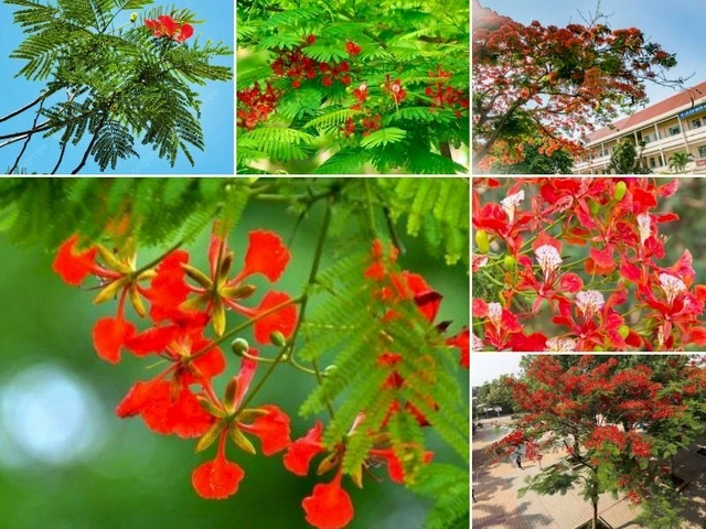 Bộ Sưu Tập Hình Ảnh Hoa Phượng Rực Rỡ Trên Mái Trường – Dành Cho Học Sinh, Giáo Viên & Người Yêu Nhiếp Ảnh
