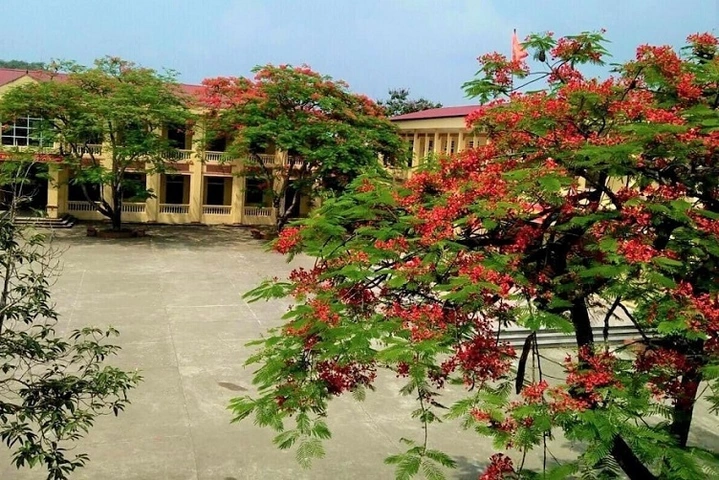 Bộ Sưu Tập Hình Ảnh Hoa Phượng Rực Rỡ Trên Mái Trường – Dành Cho Học Sinh, Giáo Viên & Người Yêu Nhiếp Ảnh