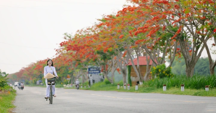 Bộ Sưu Tập Hình Ảnh Hoa Phượng Rực Rỡ Trên Mái Trường – Dành Cho Học Sinh, Giáo Viên & Người Yêu Nhiếp Ảnh