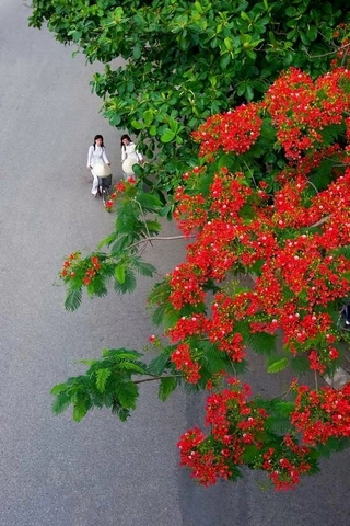 Bộ Sưu Tập Hình Ảnh Hoa Phượng Rực Rỡ Trên Mái Trường – Dành Cho Học Sinh, Giáo Viên & Người Yêu Nhiếp Ảnh