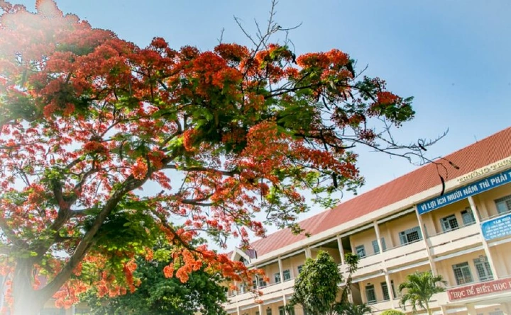 Bộ Sưu Tập Hình Ảnh Hoa Phượng Rực Rỡ Trên Mái Trường – Dành Cho Học Sinh, Giáo Viên & Người Yêu Nhiếp Ảnh