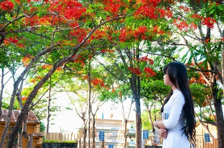 Bộ Sưu Tập Hình Ảnh Hoa Phượng Rực Rỡ Trên Mái Trường – Dành Cho Học Sinh, Giáo Viên & Người Yêu Nhiếp Ảnh