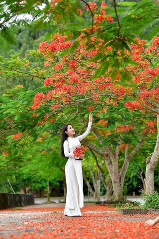 Bộ Sưu Tập Hình Ảnh Hoa Phượng Rực Rỡ Trên Mái Trường – Dành Cho Học Sinh, Giáo Viên & Người Yêu Nhiếp Ảnh