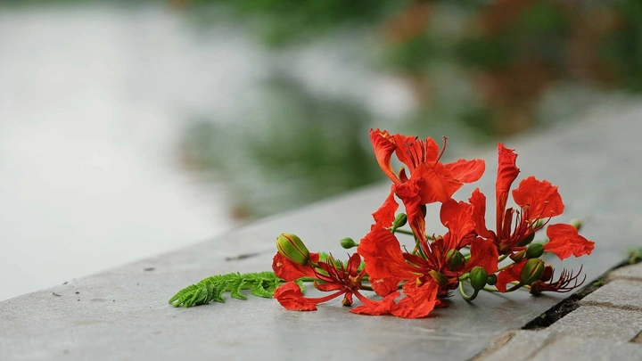 Bộ Sưu Tập Hình Ảnh Hoa Phượng Rực Rỡ Trên Mái Trường – Dành Cho Học Sinh, Giáo Viên & Người Yêu Nhiếp Ảnh