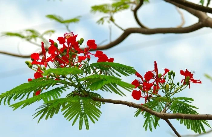 Bộ Sưu Tập Hình Ảnh Hoa Phượng Rực Rỡ Trên Mái Trường – Dành Cho Học Sinh, Giáo Viên & Người Yêu Nhiếp Ảnh