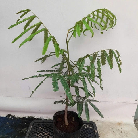 100+ Hình Ảnh Hoa Phượng Vàng Đẹp Nhất 2026, Bộ Sưu Tập Hoa Phượng Vàng Siêu Đẹp Cho Mọi Nhu Cầu 100+ Hình Ảnh Hoa Phượng Vàng Đẹp Nhất 2026, Bộ Sưu Tập Hoa Phượng Vàng Siêu Đẹp Cho Mọi Nhu Cầu