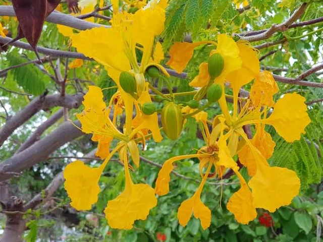 100+ Hình Ảnh Hoa Phượng Vàng Đẹp Nhất 2026, Bộ Sưu Tập Hoa Phượng Vàng Siêu Đẹp Cho Mọi Nhu Cầu 100+ Hình Ảnh Hoa Phượng Vàng Đẹp Nhất 2026, Bộ Sưu Tập Hoa Phượng Vàng Siêu Đẹp Cho Mọi Nhu Cầu