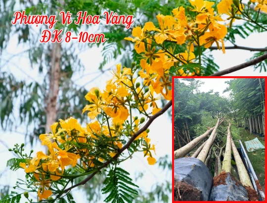 100+ Hình Ảnh Hoa Phượng Vàng Đẹp Nhất 2026, Bộ Sưu Tập Hoa Phượng Vàng Siêu Đẹp Cho Mọi Nhu Cầu 100+ Hình Ảnh Hoa Phượng Vàng Đẹp Nhất 2026, Bộ Sưu Tập Hoa Phượng Vàng Siêu Đẹp Cho Mọi Nhu Cầu