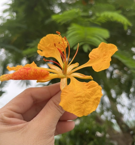 100+ Hình Ảnh Hoa Phượng Vàng Đẹp Nhất 2026, Bộ Sưu Tập Hoa Phượng Vàng Siêu Đẹp Cho Mọi Nhu Cầu 100+ Hình Ảnh Hoa Phượng Vàng Đẹp Nhất 2026, Bộ Sưu Tập Hoa Phượng Vàng Siêu Đẹp Cho Mọi Nhu Cầu