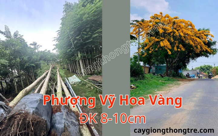 100+ Hình Ảnh Hoa Phượng Vàng Đẹp Nhất 2026, Bộ Sưu Tập Hoa Phượng Vàng Siêu Đẹp Cho Mọi Nhu Cầu 100+ Hình Ảnh Hoa Phượng Vàng Đẹp Nhất 2026, Bộ Sưu Tập Hoa Phượng Vàng Siêu Đẹp Cho Mọi Nhu Cầu
