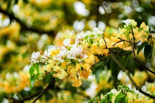100+ Hình Ảnh Hoa Phượng Vàng Đẹp Nhất 2026, Bộ Sưu Tập Hoa Phượng Vàng Siêu Đẹp Cho Mọi Nhu Cầu 100+ Hình Ảnh Hoa Phượng Vàng Đẹp Nhất 2026, Bộ Sưu Tập Hoa Phượng Vàng Siêu Đẹp Cho Mọi Nhu Cầu