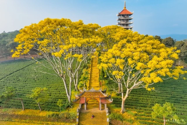 100+ Hình Ảnh Hoa Phượng Vàng Đẹp Nhất 2026, Bộ Sưu Tập Hoa Phượng Vàng Siêu Đẹp Cho Mọi Nhu Cầu 100+ Hình Ảnh Hoa Phượng Vàng Đẹp Nhất 2026, Bộ Sưu Tập Hoa Phượng Vàng Siêu Đẹp Cho Mọi Nhu Cầu