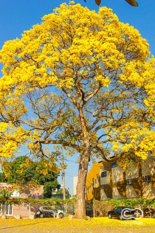 100+ Hình Ảnh Hoa Phượng Vàng Đẹp Nhất 2026, Bộ Sưu Tập Hoa Phượng Vàng Siêu Đẹp Cho Mọi Nhu Cầu 100+ Hình Ảnh Hoa Phượng Vàng Đẹp Nhất 2026, Bộ Sưu Tập Hoa Phượng Vàng Siêu Đẹp Cho Mọi Nhu Cầu