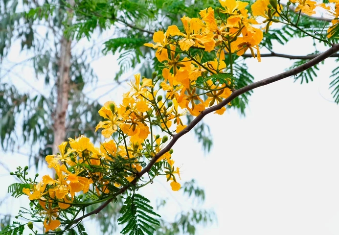 100+ Hình Ảnh Hoa Phượng Vàng Đẹp Nhất 2026, Bộ Sưu Tập Hoa Phượng Vàng Siêu Đẹp Cho Mọi Nhu Cầu 100+ Hình Ảnh Hoa Phượng Vàng Đẹp Nhất 2026, Bộ Sưu Tập Hoa Phượng Vàng Siêu Đẹp Cho Mọi Nhu Cầu