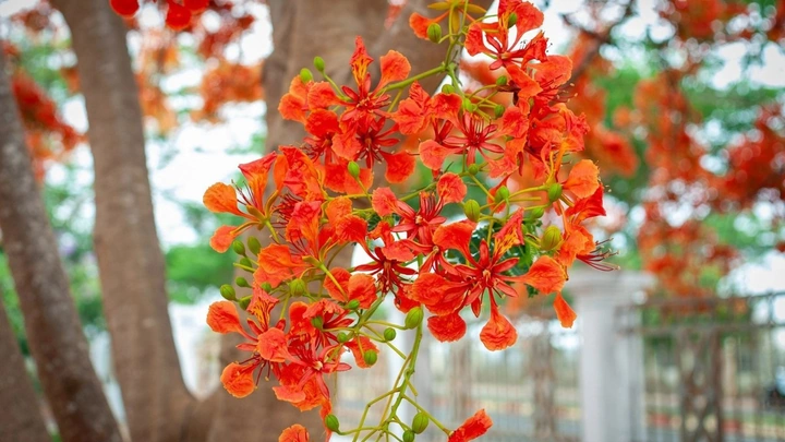 100+ Hình Ảnh Hoa Phượng Vàng Đẹp Nhất 2026, Bộ Sưu Tập Hoa Phượng Vàng Siêu Đẹp Cho Mọi Nhu Cầu 100+ Hình Ảnh Hoa Phượng Vàng Đẹp Nhất 2026, Bộ Sưu Tập Hoa Phượng Vàng Siêu Đẹp Cho Mọi Nhu Cầu