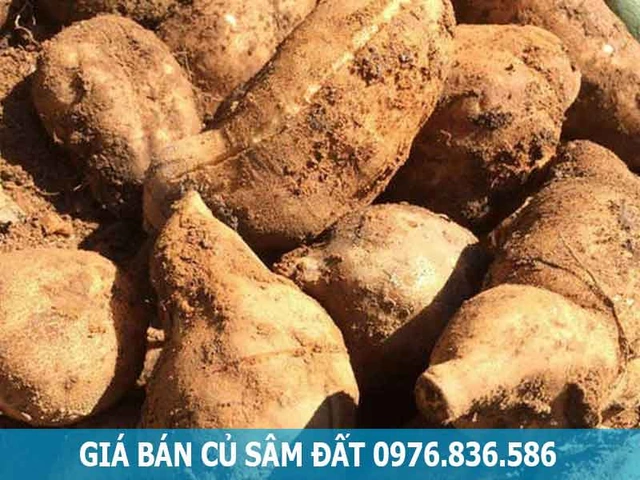 100+ Hình Ảnh Hoa Sâm Đất 2026 Đẹp Nhất, Đầy Màu Sắc, Độ Phân Giải Cao, Tải Miễn Phí