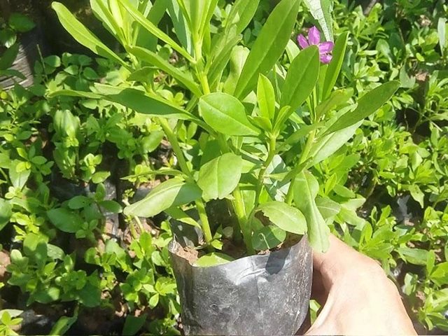 100+ Hình Ảnh Hoa Sâm Đất 2026 Đẹp Nhất, Đầy Màu Sắc, Độ Phân Giải Cao, Tải Miễn Phí