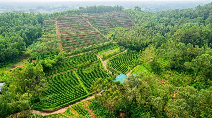100+ Hình Ảnh Hoa Sâm Đất 2026 Đẹp Nhất, Đầy Màu Sắc, Độ Phân Giải Cao, Tải Miễn Phí
