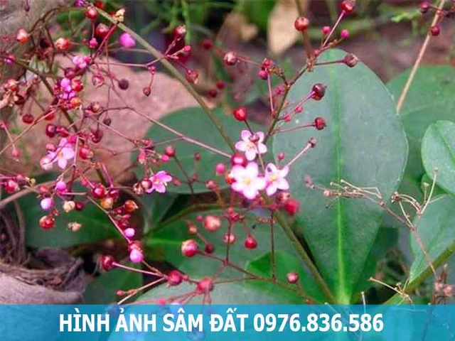 100+ Hình Ảnh Hoa Sâm Đất 2026 Đẹp Nhất, Đầy Màu Sắc, Độ Phân Giải Cao, Tải Miễn Phí