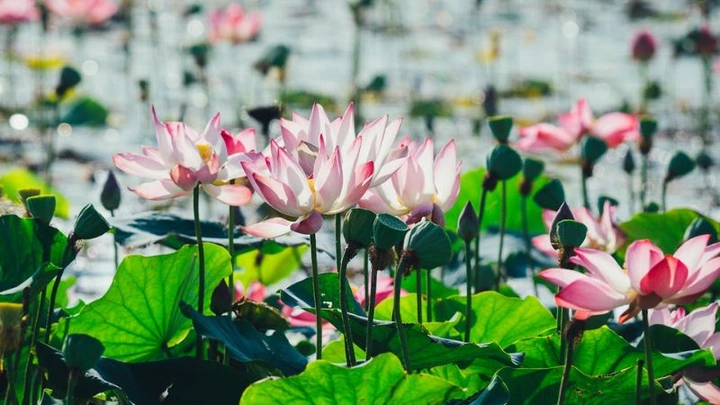 100+ Hình Ảnh Hoa Sen Đá Đẹp: Bộ Sưu Tập Đầy Cảm Hứng Dành Cho Người Yêu Thiên Nhiên & Thiết Kế