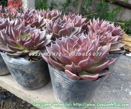 100+ Hình Ảnh Hoa Sen Đá Đẹp: Bộ Sưu Tập Đầy Cảm Hứng Dành Cho Người Yêu Thiên Nhiên & Thiết Kế