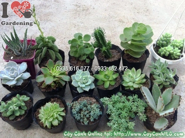 100+ Hình Ảnh Hoa Sen Đá Đẹp: Bộ Sưu Tập Đầy Cảm Hứng Dành Cho Người Yêu Thiên Nhiên & Thiết Kế