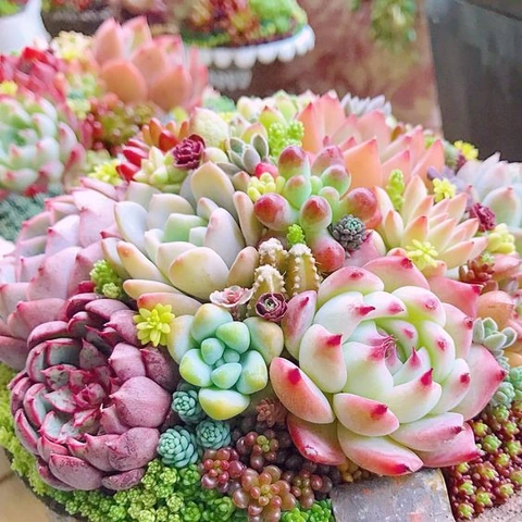 100+ Hình Ảnh Hoa Sen Đá Đẹp: Bộ Sưu Tập Đầy Cảm Hứng Dành Cho Người Yêu Thiên Nhiên & Thiết Kế