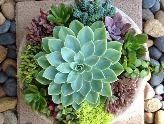 100+ Hình Ảnh Hoa Sen Đá Đẹp: Bộ Sưu Tập Đầy Cảm Hứng Dành Cho Người Yêu Thiên Nhiên & Thiết Kế