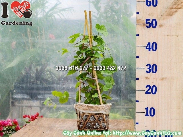 100+ Hình Ảnh Hoa Tigon Tím 2026 - Bạn Đã Sẵn Sàng Khám Phá Bộ Sưu Tập Đẹp Nhất? 100+ Hình Ảnh Hoa Tigon Tím 2026 - Bạn Đã Sẵn Sàng Khám Phá Bộ Sưu Tập Đẹp Nhất?