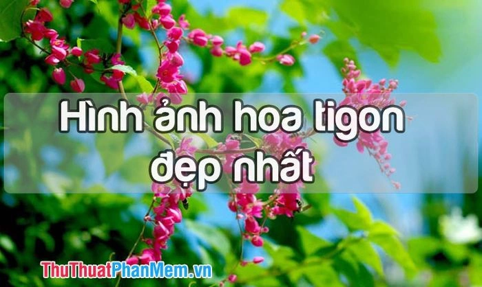 100+ Hình Ảnh Hoa Tigon Tím 2026 - Bạn Đã Sẵn Sàng Khám Phá Bộ Sưu Tập Đẹp Nhất? 100+ Hình Ảnh Hoa Tigon Tím 2026 - Bạn Đã Sẵn Sàng Khám Phá Bộ Sưu Tập Đẹp Nhất?