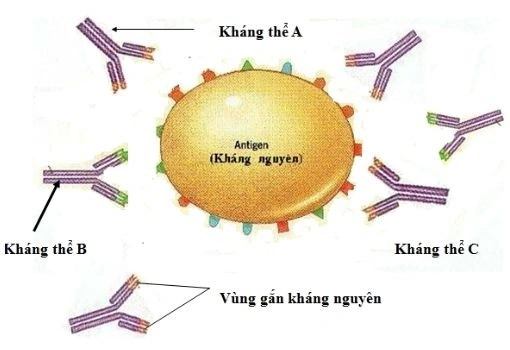 100+ Hình Ảnh Kháng Thể Độ Phân Giải 4k Đẹp Nhất 2026, Tải Miễn Phí, Sử Dụng Cho Bài Thuyết Trình, Nghiên Cứu, Poster 100+ Hình Ảnh Kháng Thể Độ Phân Giải 4k Đẹp Nhất 2026, Tải Miễn Phí, Sử Dụng Cho Bài Thuyết Trình, Nghiên Cứu, Poster