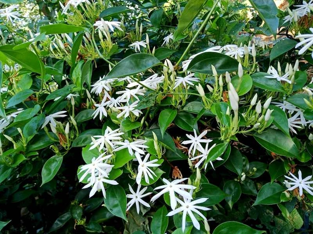 Hình Ảnh Lá Chè Vằng Khô: Đặc Điểm, Công Dụng & Cách Phân Biệt Với Các Loại Lá Khác (dành Cho Người Quan Tâm Đến Dược Thảo Dược) Hình Ảnh Lá Chè Vằng Khô: Đặc Điểm, Công Dụng & Cách Phân Biệt Với Các Loại Lá Khác (dành Cho Người Quan Tâm Đến Dược Thảo Dược)