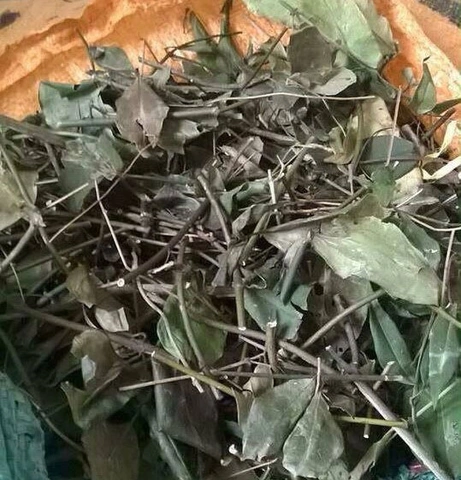 Hình Ảnh Lá Chè Vằng Khô: Đặc Điểm, Công Dụng & Cách Phân Biệt Với Các Loại Lá Khác (dành Cho Người Quan Tâm Đến Dược Thảo Dược) Hình Ảnh Lá Chè Vằng Khô: Đặc Điểm, Công Dụng & Cách Phân Biệt Với Các Loại Lá Khác (dành Cho Người Quan Tâm Đến Dược Thảo Dược)