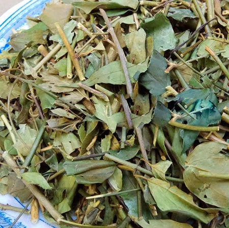 Hình Ảnh Lá Chè Vằng Khô: Đặc Điểm, Công Dụng & Cách Phân Biệt Với Các Loại Lá Khác (dành Cho Người Quan Tâm Đến Dược Thảo Dược) Hình Ảnh Lá Chè Vằng Khô: Đặc Điểm, Công Dụng & Cách Phân Biệt Với Các Loại Lá Khác (dành Cho Người Quan Tâm Đến Dược Thảo Dược)
