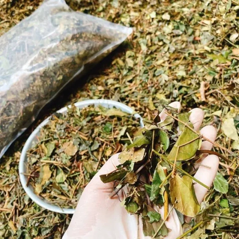 Hình Ảnh Lá Chè Vằng Khô: Đặc Điểm, Công Dụng & Cách Phân Biệt Với Các Loại Lá Khác (dành Cho Người Quan Tâm Đến Dược Thảo Dược) Hình Ảnh Lá Chè Vằng Khô: Đặc Điểm, Công Dụng & Cách Phân Biệt Với Các Loại Lá Khác (dành Cho Người Quan Tâm Đến Dược Thảo Dược)